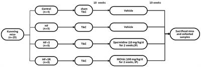 Spermidine Affects Cardiac Function in Heart Failure Mice by Influencing the Gut Microbiota and Cardiac Galectin-3